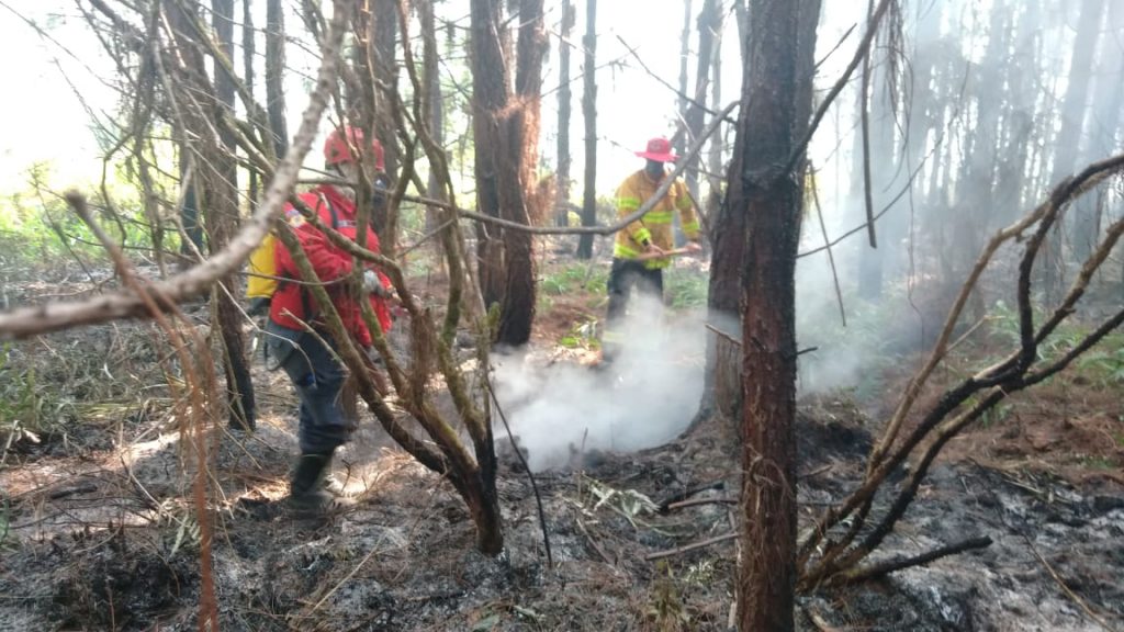 Incêndios em vegetação aumentam 3,79 vezes em 2020 0